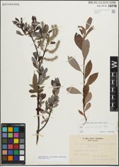 Foto von Salix myrsinifolia Salisb. x Salix phylicifolia L.